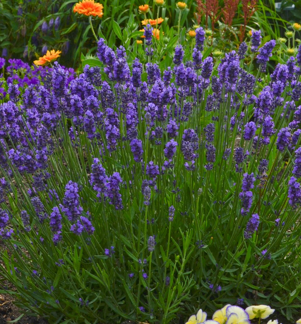 Sweet Romance Lavender | Natorp's Online Plant Store